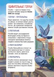 Удивительные голуби, интересные факты. Передвижка