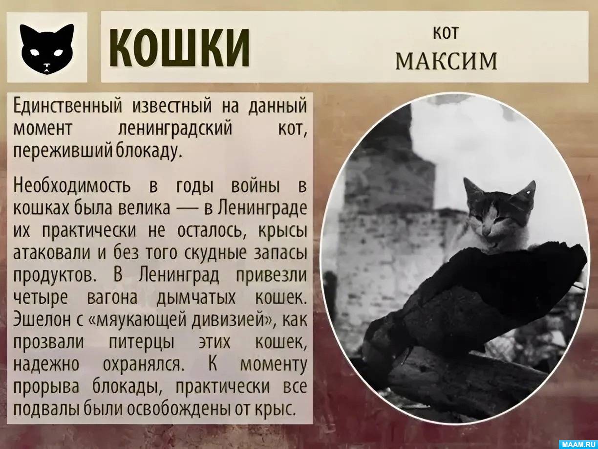 Кот на войне