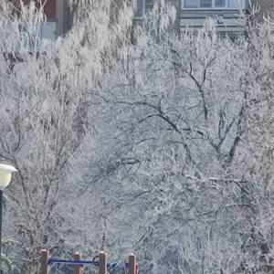 Конспект прогулки «Наблюдение за кустарниками и деревьями под снегом» в средней группе