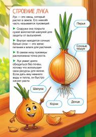 Строение лука. Передвижка-плакат для детей