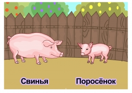 Петух и свинья картинка