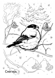 Раскраска. Снегирь зимой | Раскраски, Трафарет птицы, Снегирь