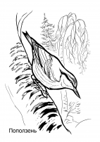 Поползень. Иллюстрация птицы, раскраска