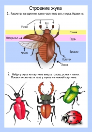 Картинки строение насекомых для дошкольников