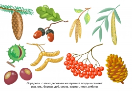 Семена растений фото с названиями