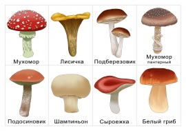 Раскраска грибы (43 разукрашки)