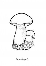 Белый гриб раскраска для детей - 73 фото