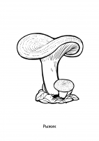 Раскраски грибы