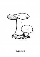 Раскраски грибы съедобные и несъедобные (37 фото)