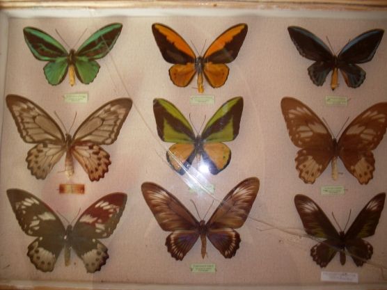 Изящество и красота. Учитель из Бутова собрал коллекцию из 250 редких насекомых