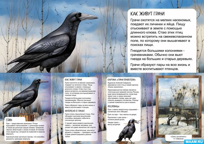  Corvus frugilegus -  