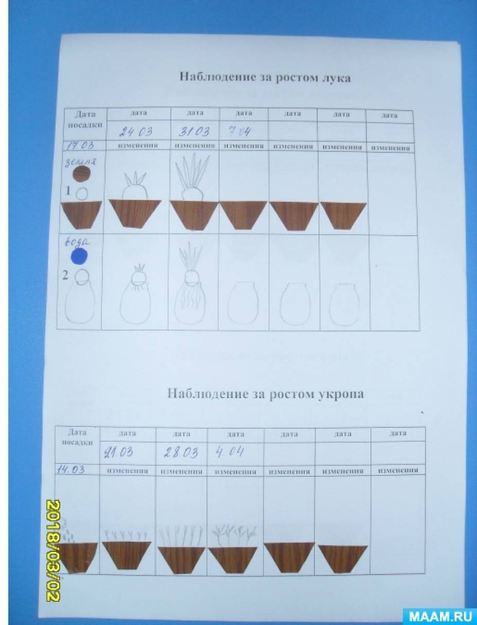 Дневник наблюдений за луком в детском саду образец