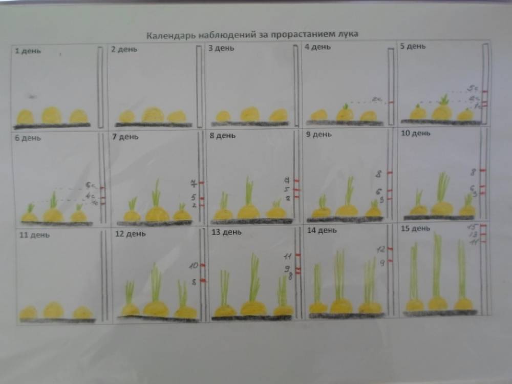 Дневник наблюдения за ростом лука в детском саду в картинках