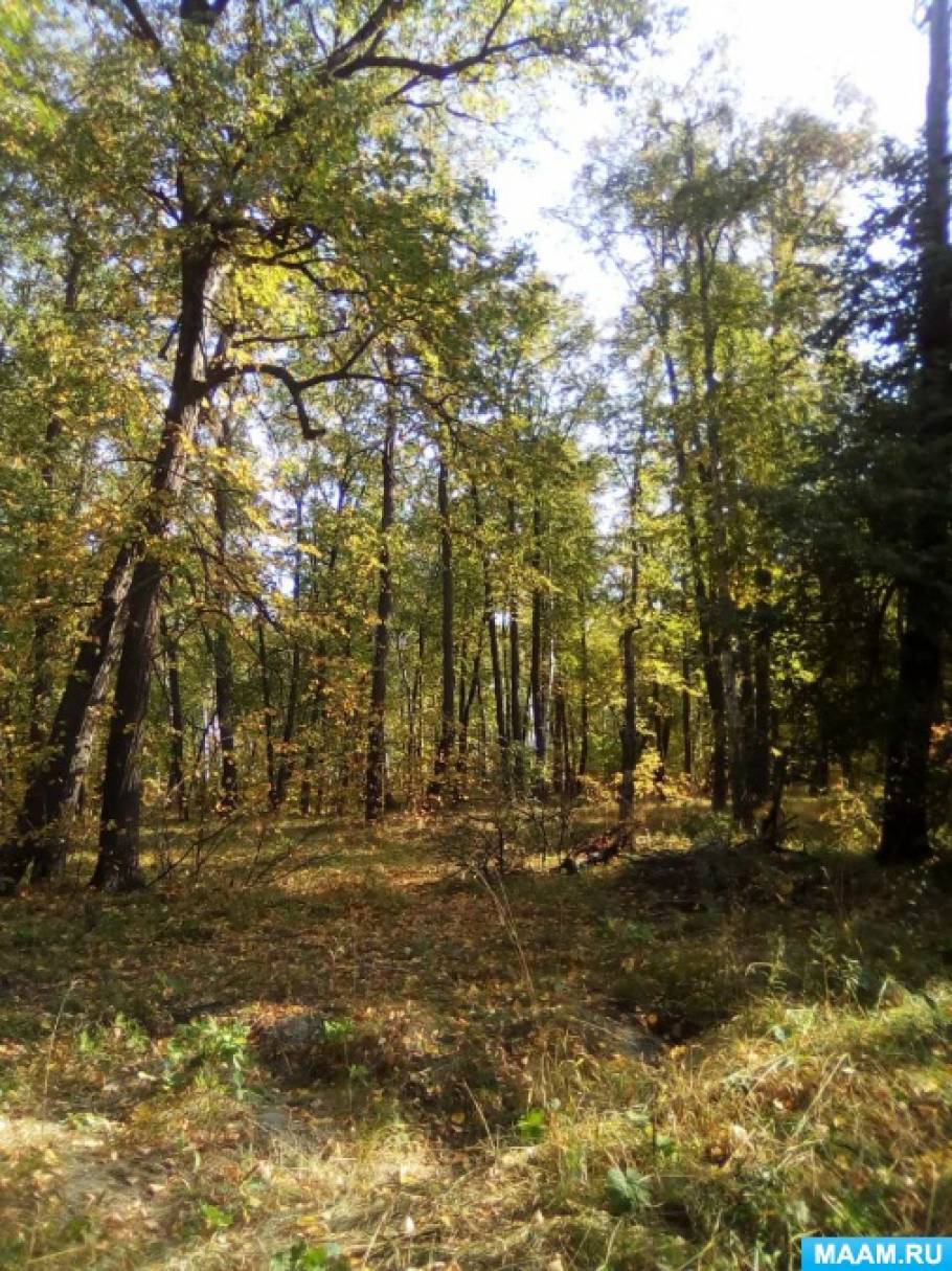 Подольск лес. Ивановский лесопарк. Дубровицкий лес Подольск. Дубровский лес Подольск парк.