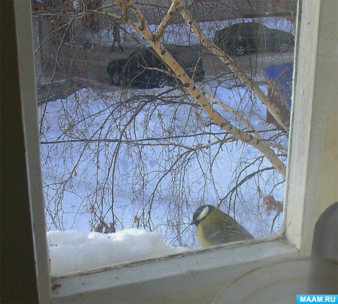 Синица на балкон. Птицы за окном. Синица на окне. Птички на окна. Синица за окном.