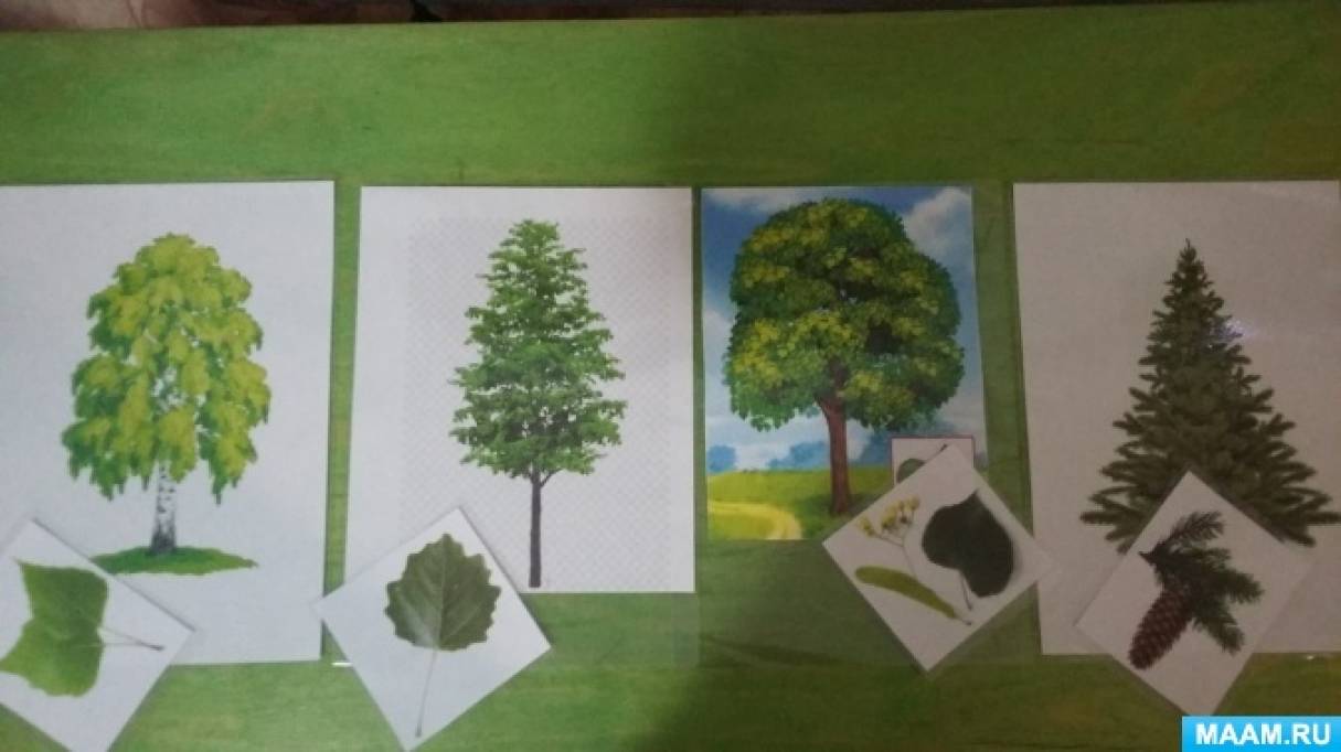Из какого дерева делают бумагу для принтера