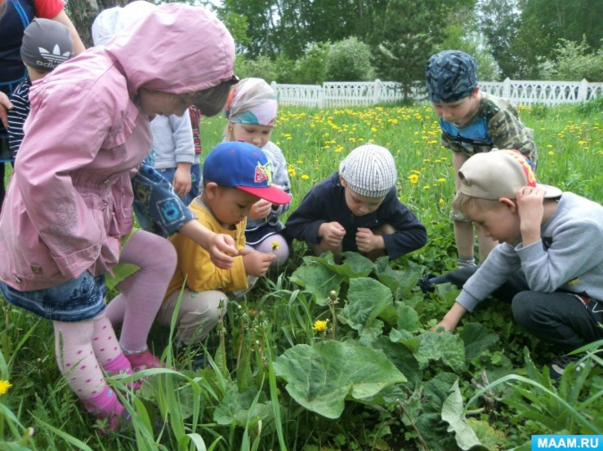 Зеленая аптека в детском саду на участке фото