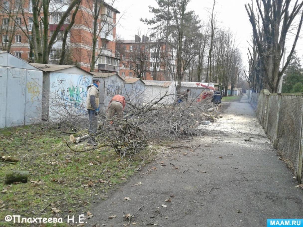 Беседа с детьми «Зачем спиливают деревья» (9 фото). Воспитателям детских  садов, школьным учителям и педагогам - Маам.ру