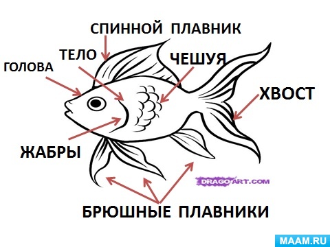 Из чего состоит рыба схема картинки