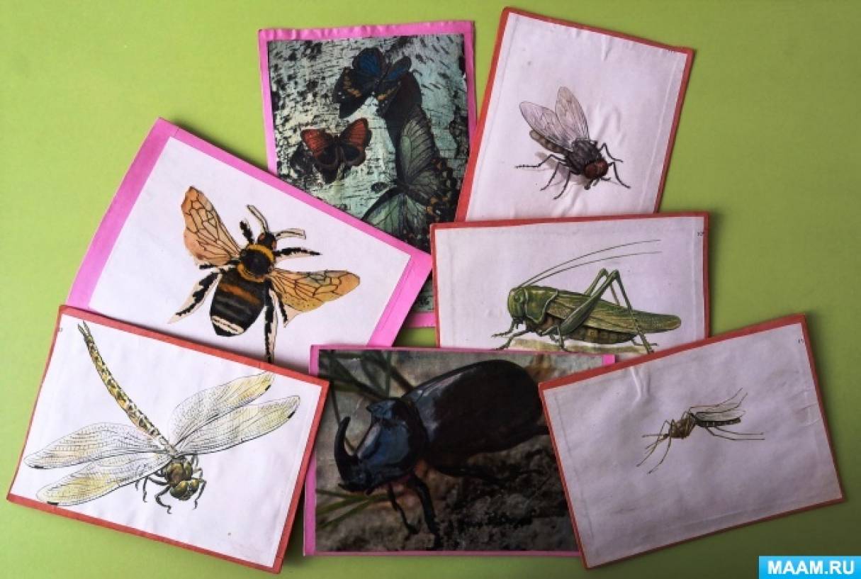 Занятие насекомые старшая группа. Коллекция насекомых старшая группа. Насекомые в разных техниках рисования. Альбом насекомые для детского сада своими руками.