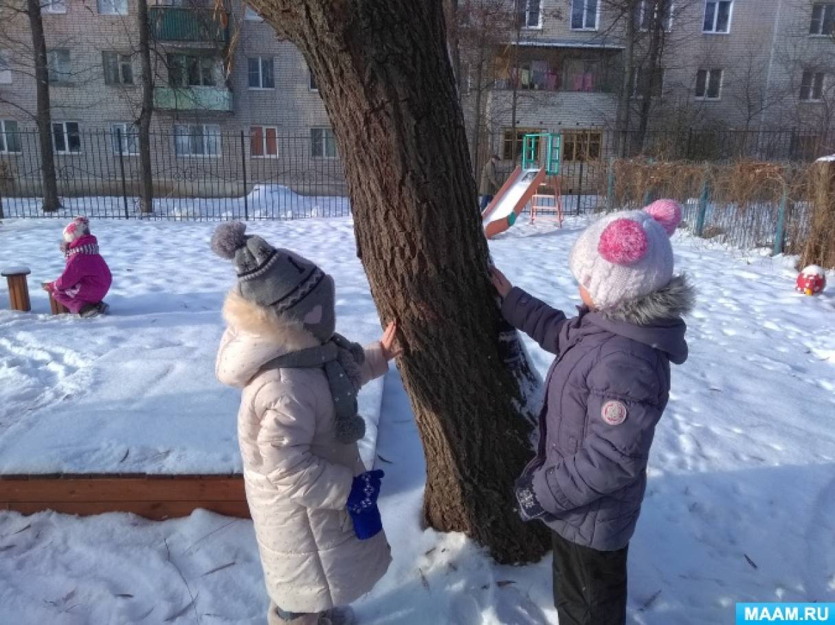 Наблюдение на прогулке вторая младшая группа зима. Прогулка наблюдение за деревьями зимой.