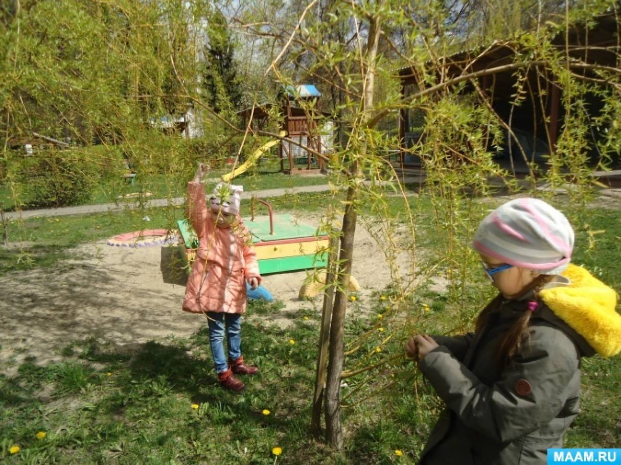 Конспект прогулки «Наблюдение за деревьями и кустарниками весной» (14  фото). Воспитателям детских садов, школьным учителям и педагогам - Маам.ру