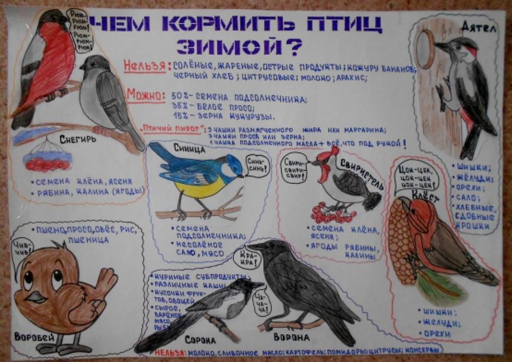 Проект о птицах в детском саду