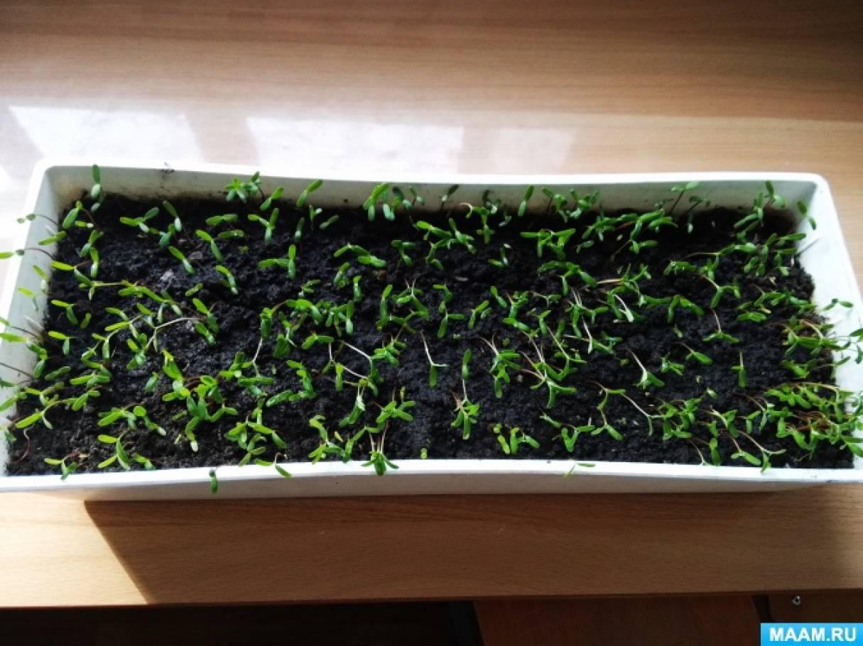 Выращивание бархатцев из семян в домашних условиях фото пошагово