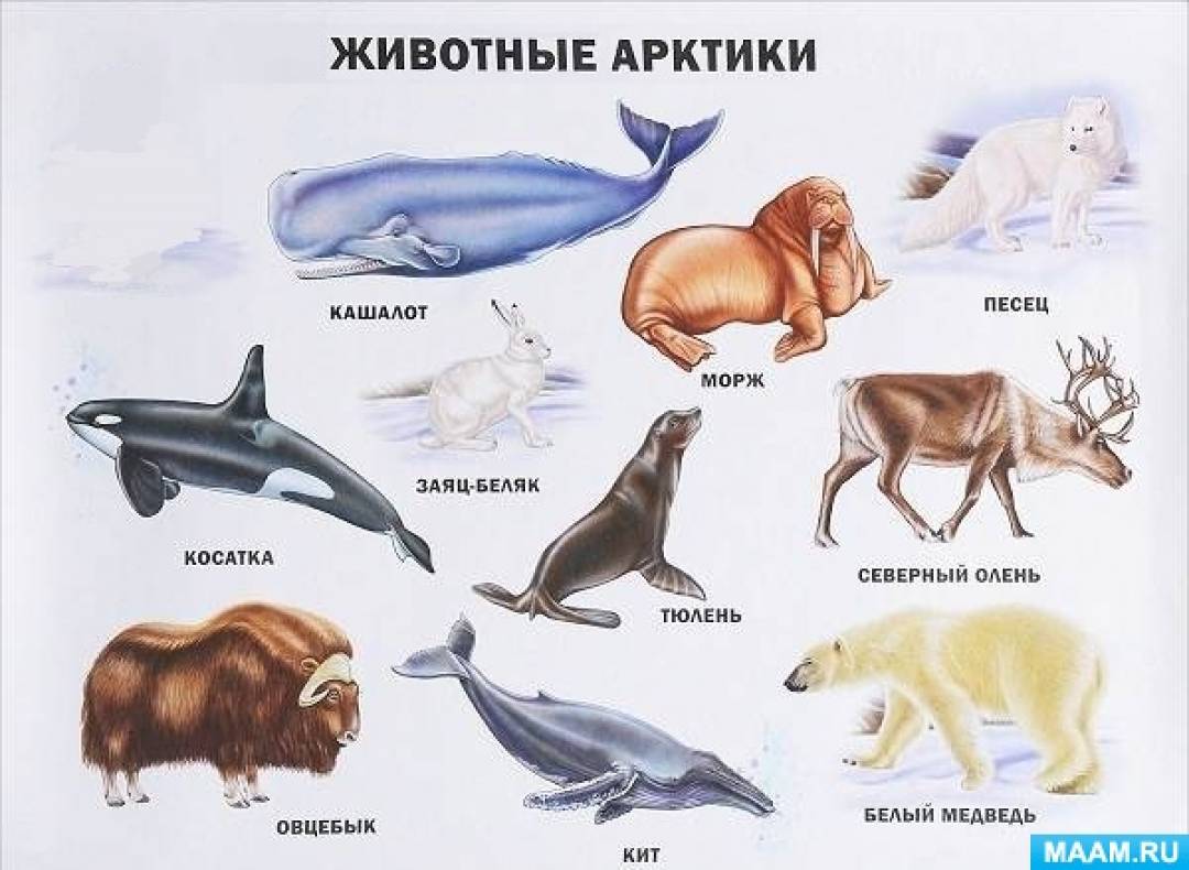 Мир животных: арктика (раскраска)