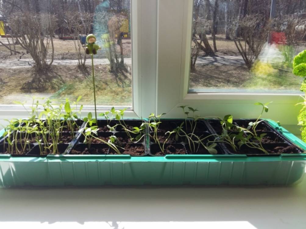 Огород на подоконнике или на балконе: что можно вырастить