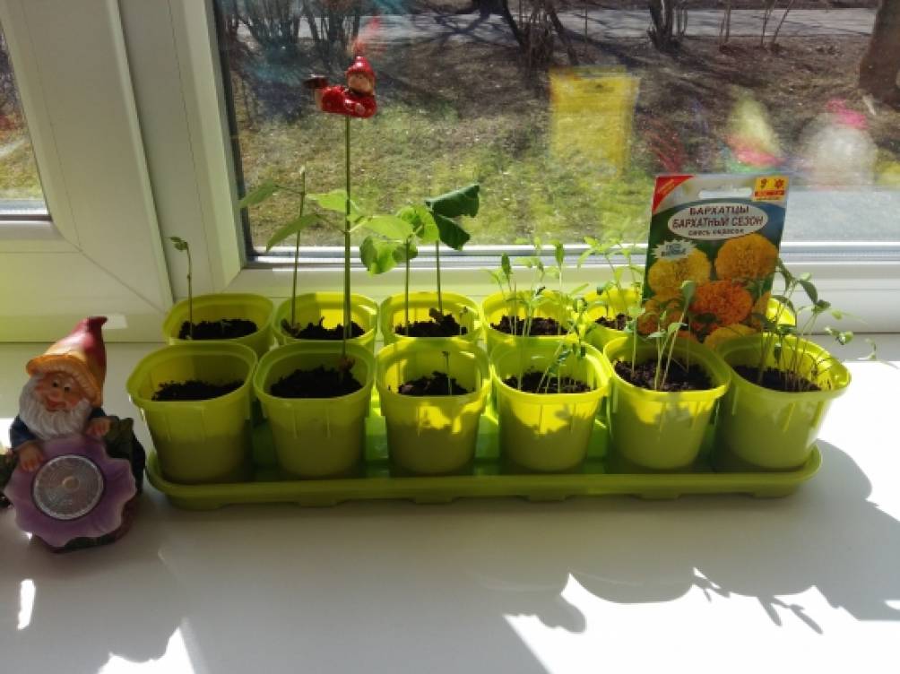 Огород на подоконнике: как вырастить овощи, зелень и даже клубнику у себя дома