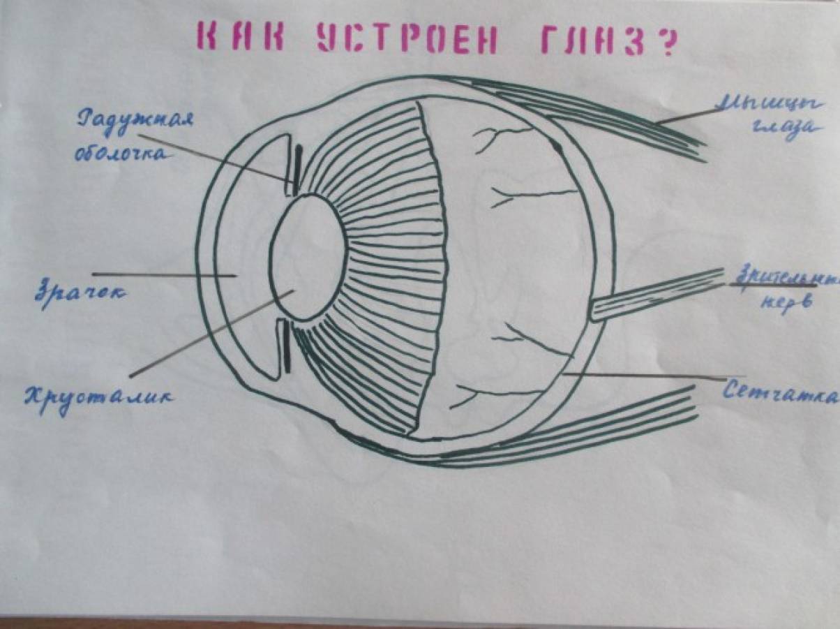 Как нарисовать орган зрения