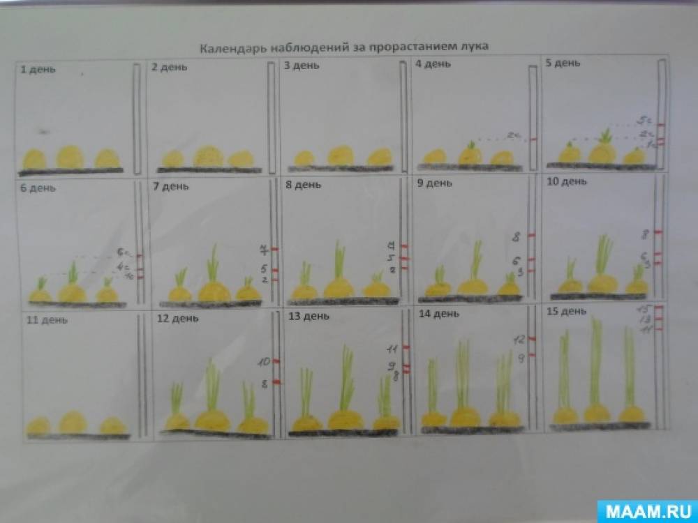 Дневник наблюдений за огородом на окне в детском саду образец
