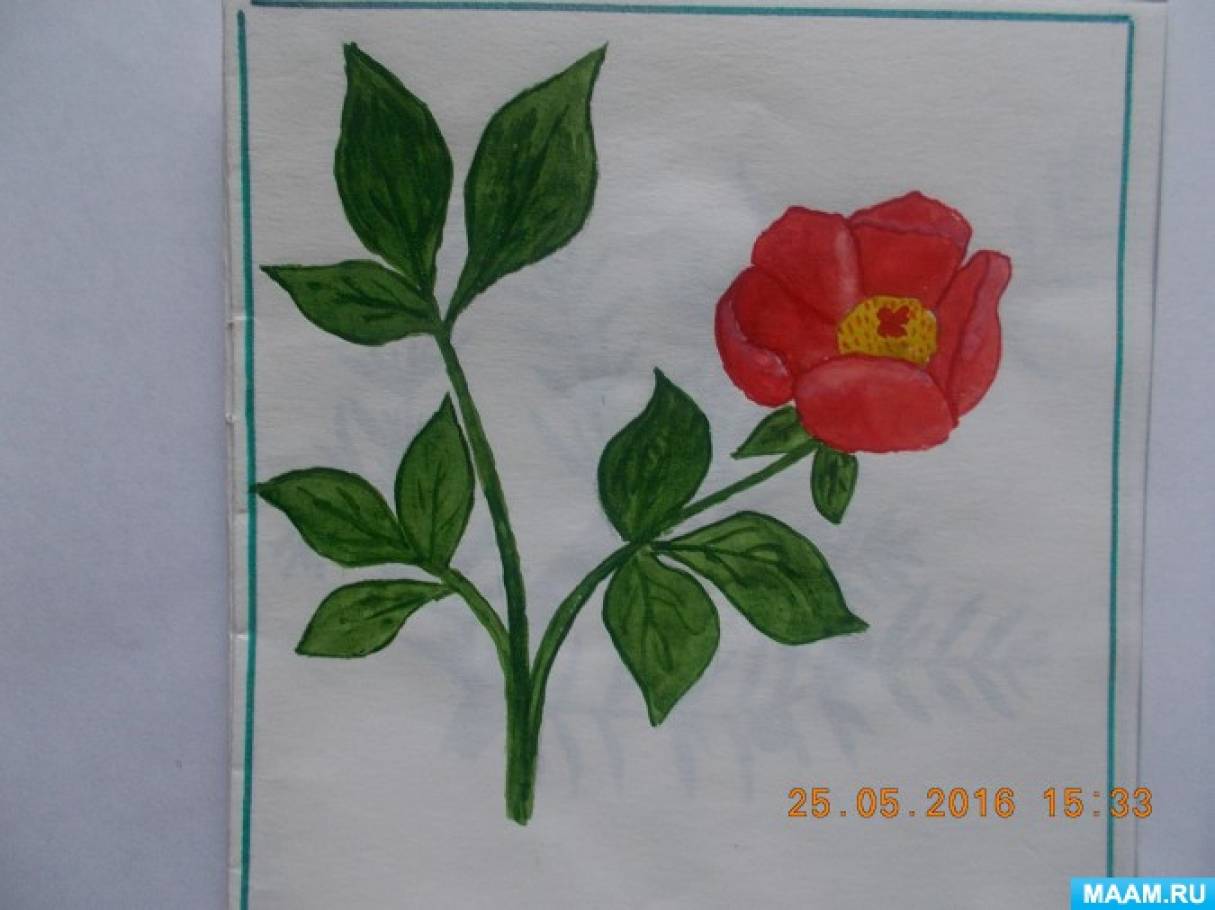Растения и цветы рисунки карандашом