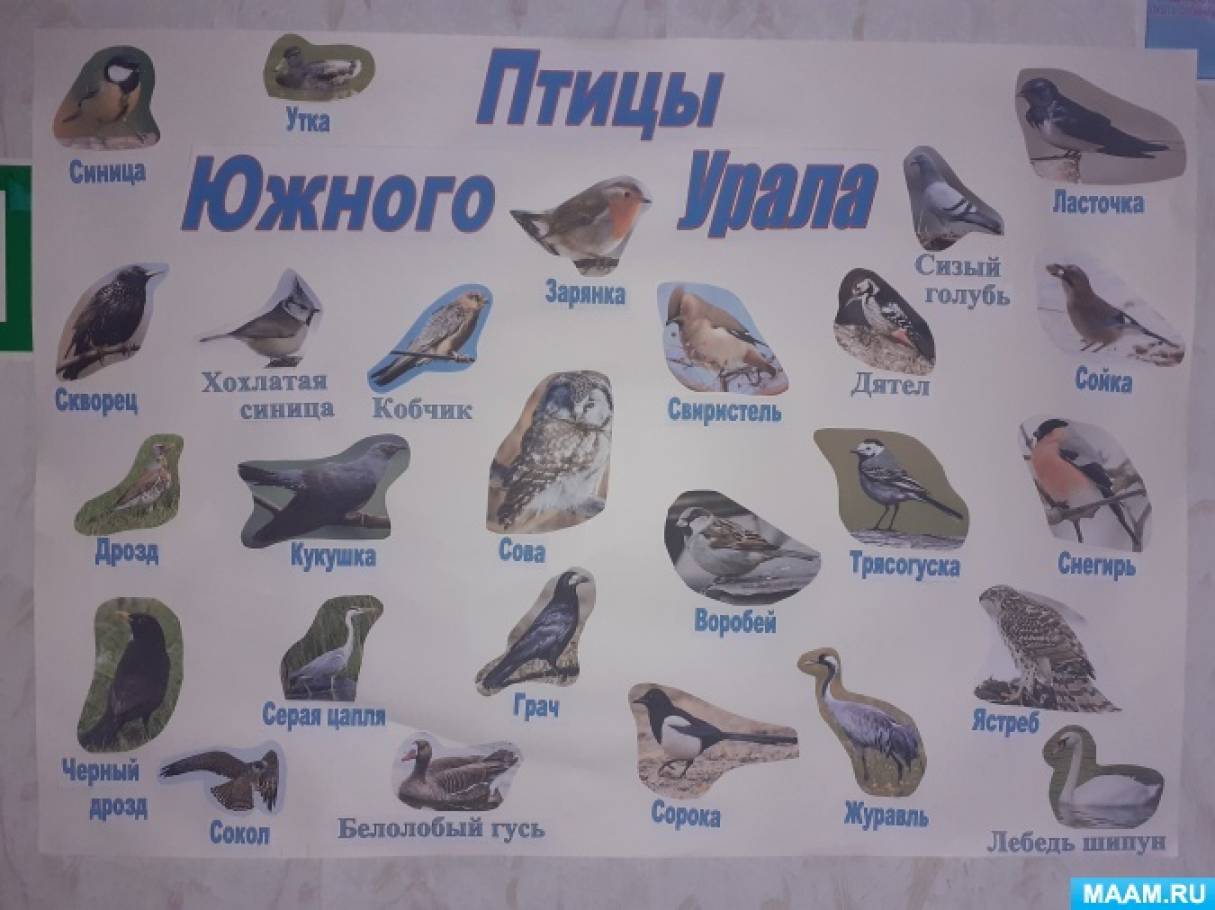 Птицы Урала (52 фото)