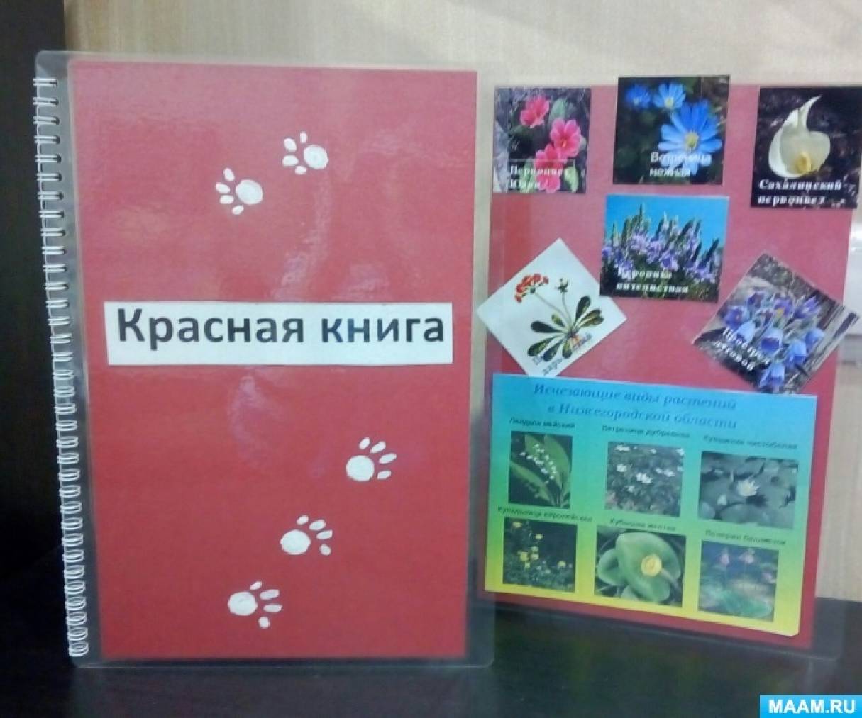 Животные Красной книги России: фото, названия, факты — «Моя Планета»