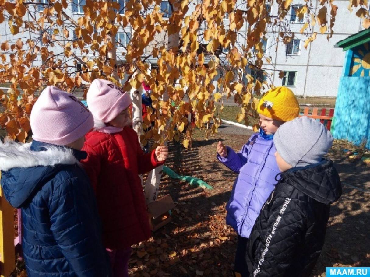 Прогулка. Наблюдения за деревьями в подготовительной группе. Воспитателям  детских садов, школьным учителям и педагогам - Маам.ру