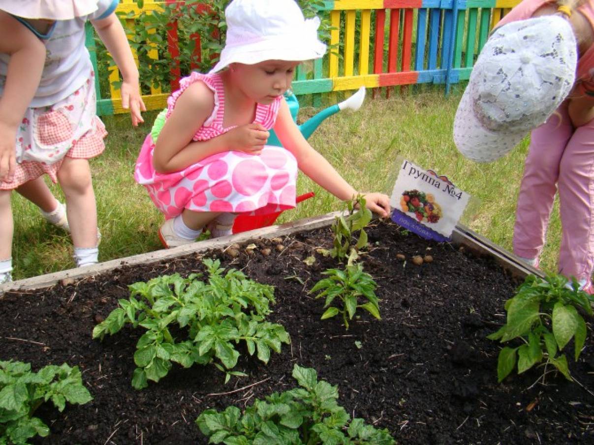Дети посадили огород. Грядки в детском саду. Огород в детском саду. Огород в детском саду на участке. Детский огород в детском саду.