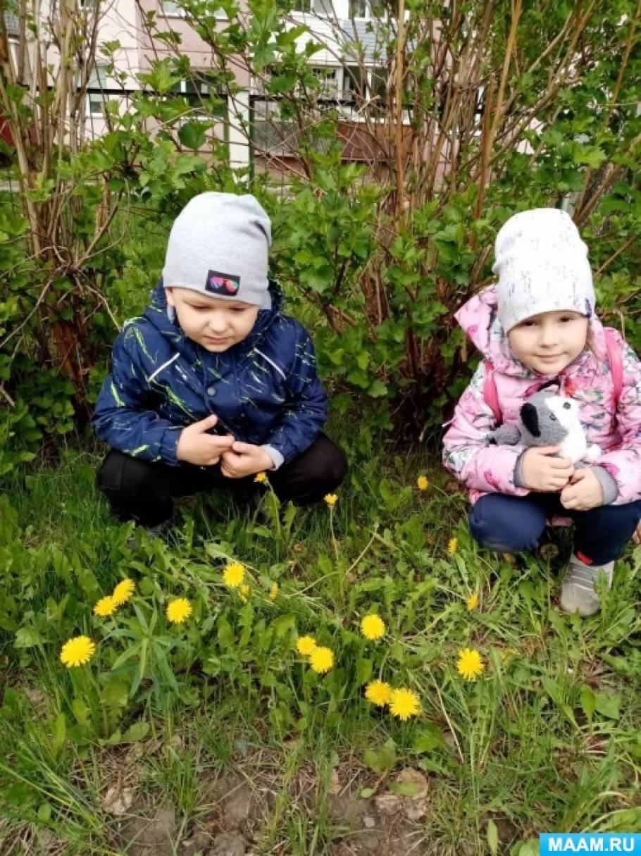 Одуванчик. Все про одуванчики для детей, страница 117. Воспитателям детских  садов, школьным учителям и педагогам - Маам.ру