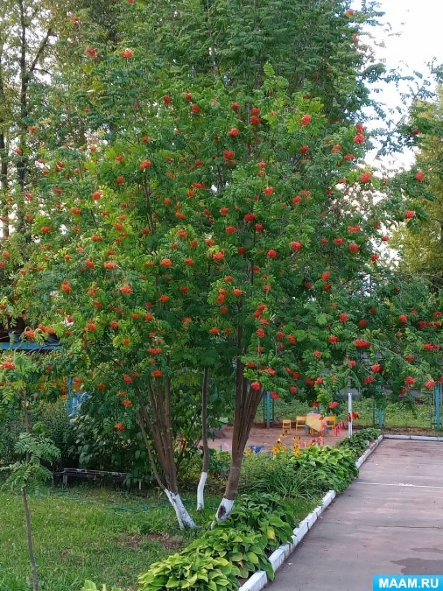 Делаем рябиновые бусы |