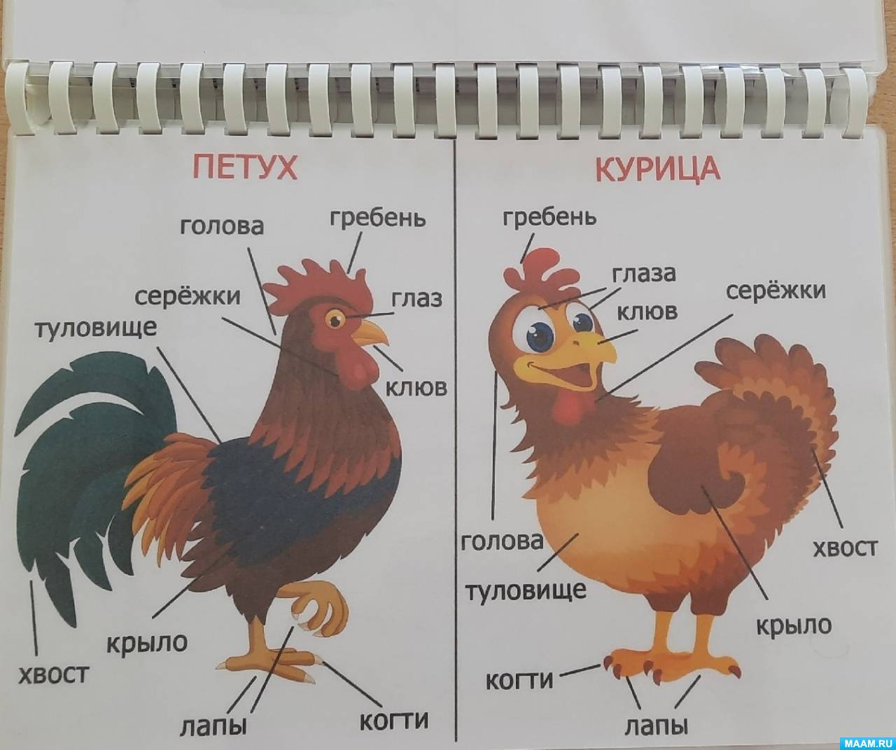 Дидактическое пособие по развитию речи «Домашние животные и птицы» (20  фото). Воспитателям детских садов, школьным учителям и педагогам - Маам.ру