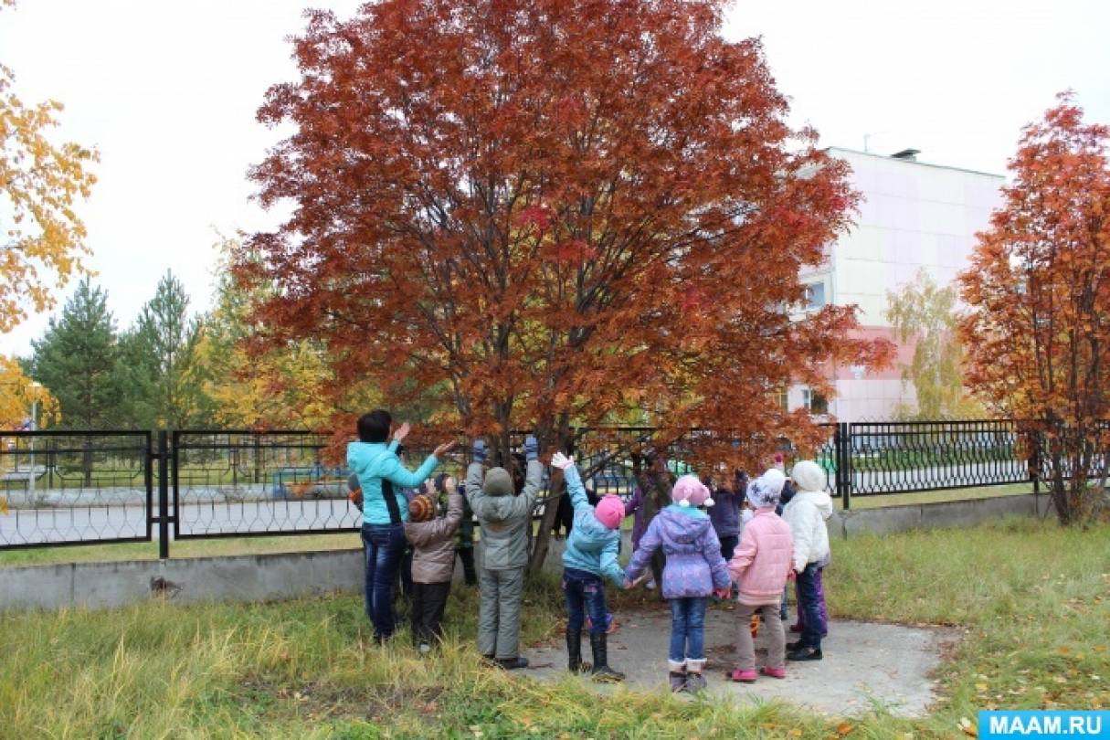 Конспект прогулки для родителей детей 5–7 лет «Цветущая рябина и калина —  украшение родного поселка» (20 фото). Воспитателям детских садов, школьным  учителям и педагогам - Маам.ру