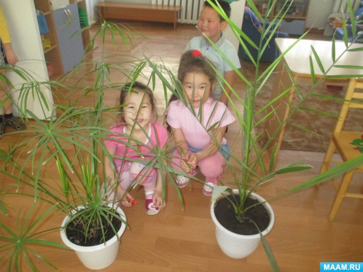 Паспорт растений (8 фото). Воспитателям детских садов, школьным учителям и педагогам - natali-fashion.ru