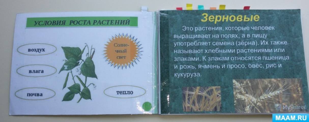 Конспект наблюдения за растением