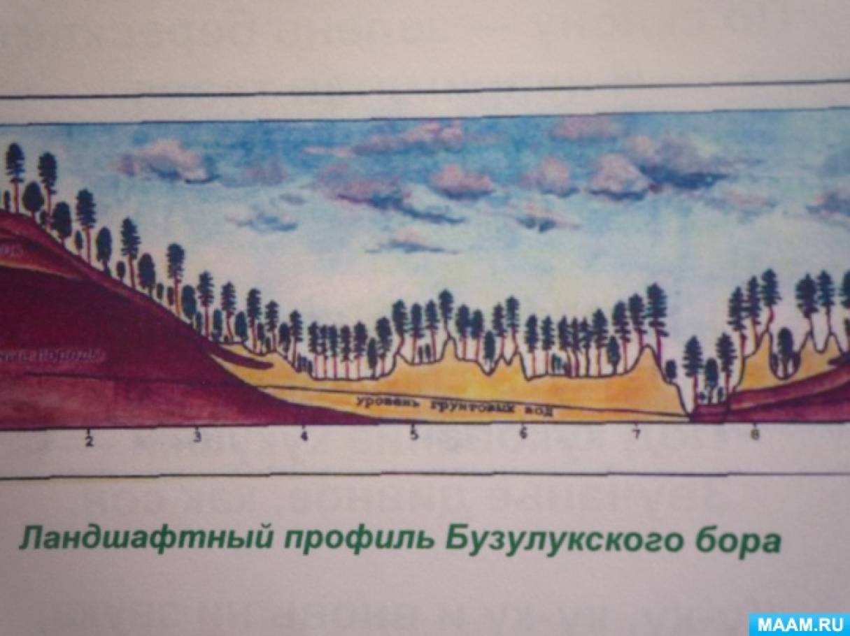 Бузулукский бор — жемчужина Оренбургских степей». Фоторассказ из серии  «Краеведение Оренбуржья» (18 фото). Воспитателям детских садов, школьным  учителям и педагогам - Маам.ру