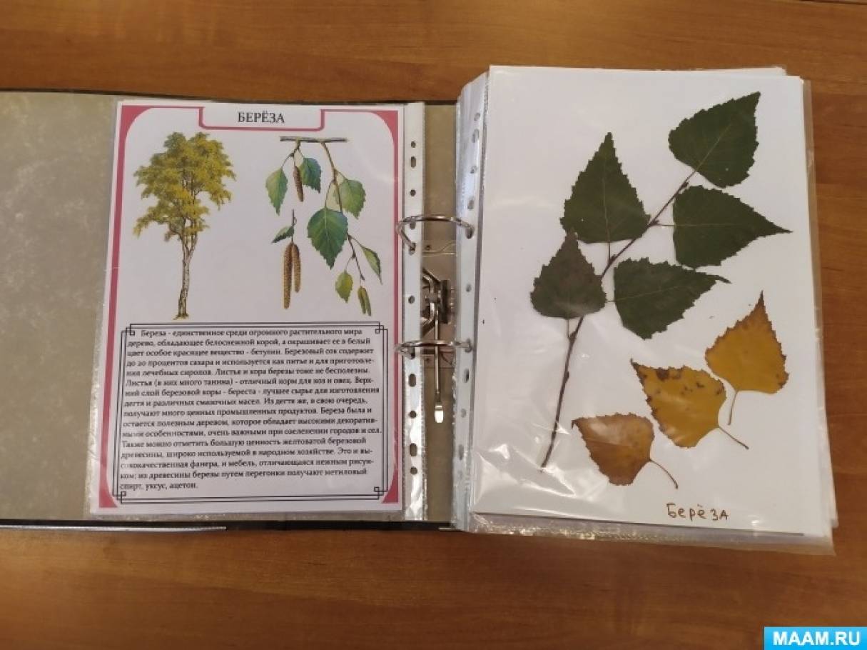 Флора в рамке: как сделать научный гербарий