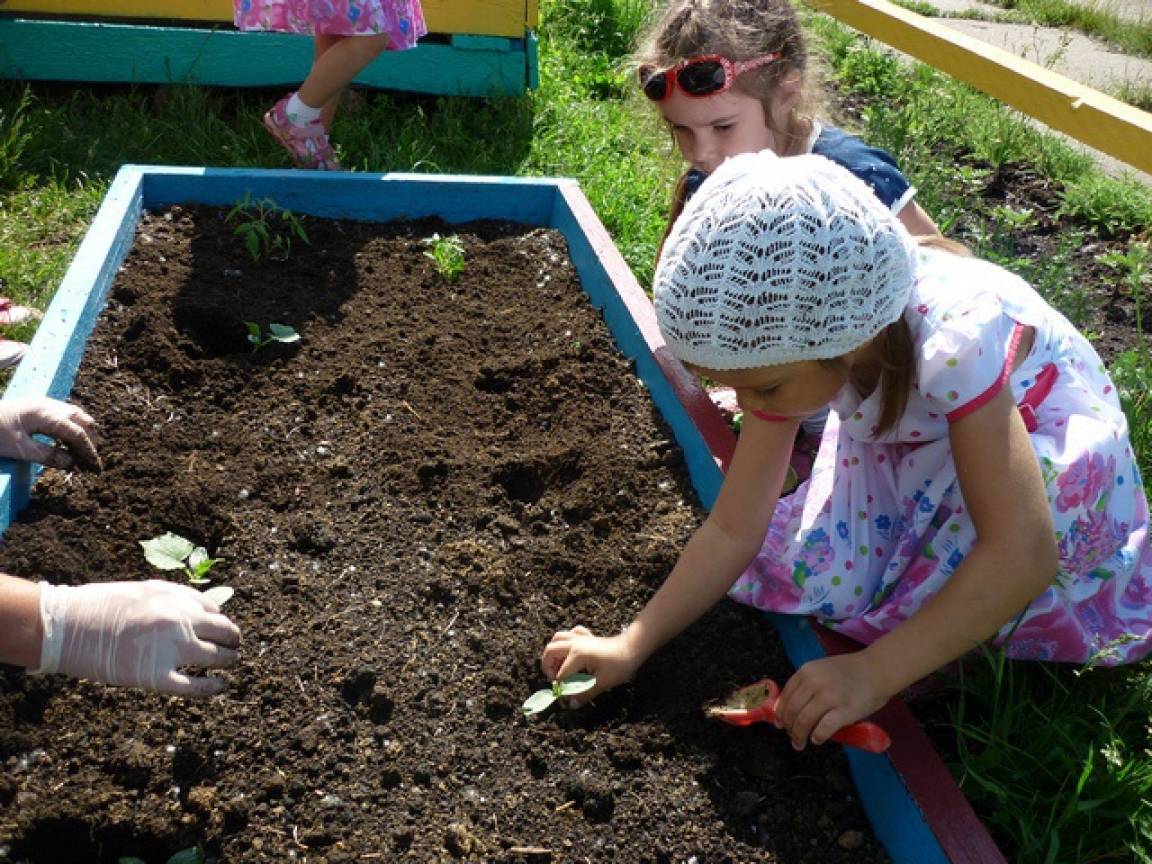 Дети посадили огород. Огород в детском саду на участке. Детский огород в детском саду. Огородик в ДОУ на участке. Огород в ДОУ на участке.