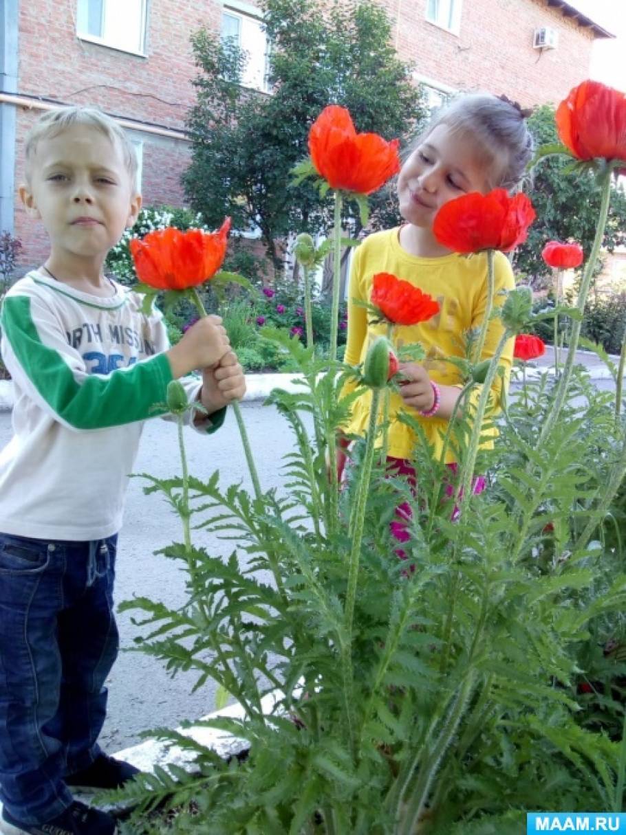 Фотоотчёт о проведении «Дня красных маков» с дошкольниками старшего  возраста (6 фото). Воспитателям детских садов, школьным учителям и  педагогам - Маам.ру