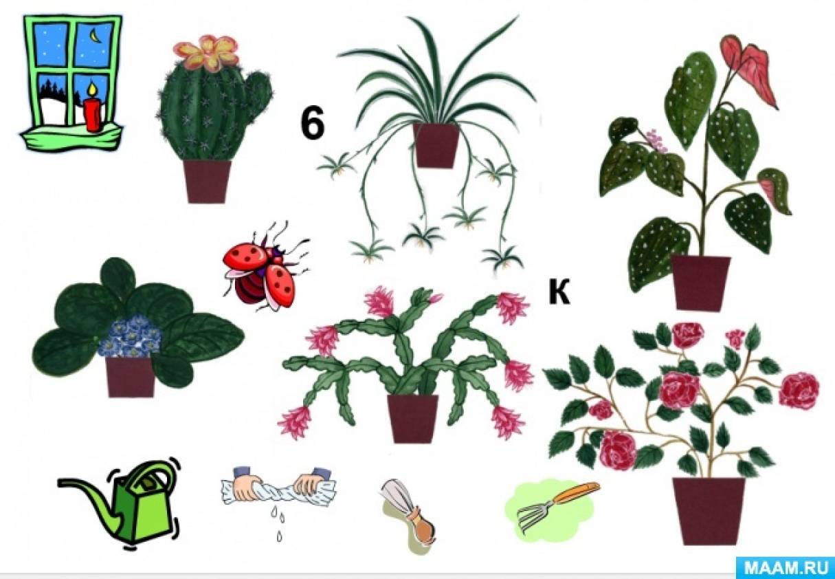 Комнатные растения и цветы