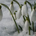 Первовестники весны